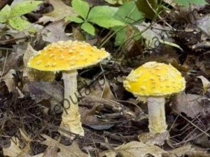 Jamur Benar (Eumycetes)