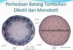 Ciri, Serta 7 Perbedaan Batang Dikotil Dan Monokotil