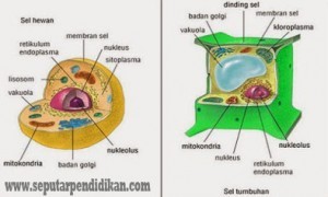 Perbedaan Sel Hewan Dan Sel Tumbuhan Lengkap