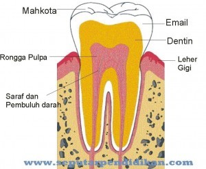 Bagian Bagian Gigi Jenis Dan Fungsinya Lengkap