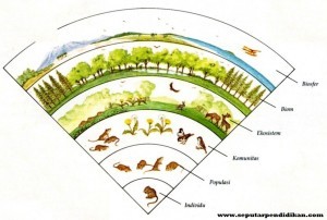Pengertian Individu, Populasi, Dan Komunitas Pada Ekosistem