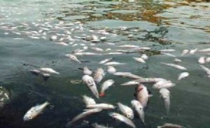 Pengakapan Ikan Menggunakan Racun