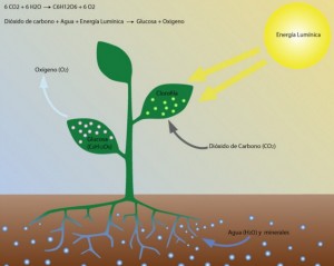 Pengertian, Fungsi, dan Proses Fotosintesis Pada Tumbuhan