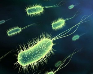 Pengertian Serta Jenis Bakteri Heterotrof dan Autotrof