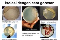 5 Teknik Isolasi Bakteri