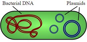 5 fungsi plasmid pada bakteri