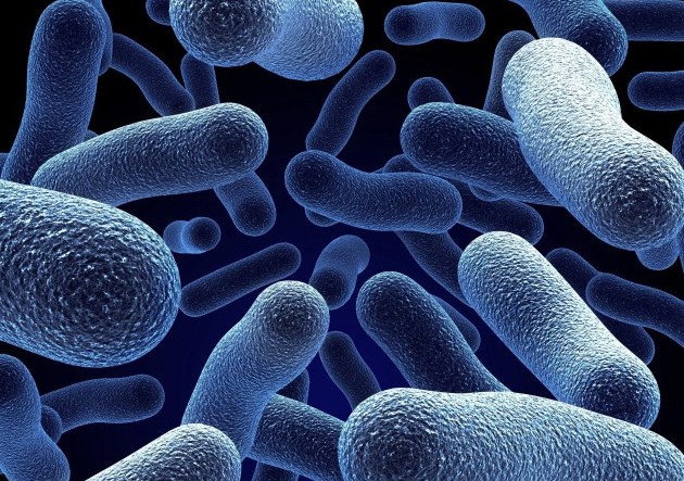 Pengertian Bakteri Anaerob dan Contohnya