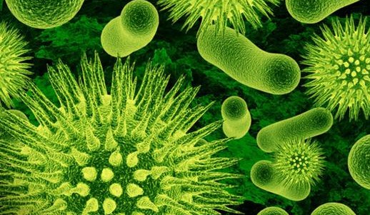 Pengertian Bakteri Nitrifikasi dan Contoh Bakteri Nitrifikasi