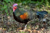 94 Gambar Hewan Beserta Nama Ilmiahnya Gratis Terbaru