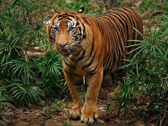 10 Hewan Terlangka di Indonesia - Harimau Sumatera