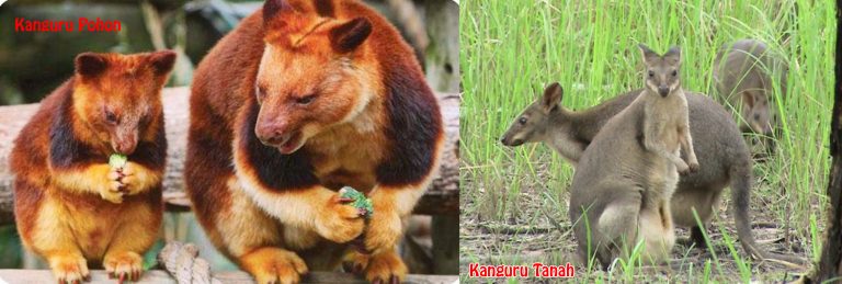 10 Hewan Terlangka di Indonesia - Kanguru