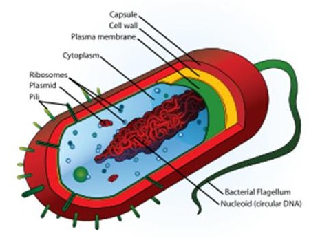 Morfologi dan Struktur Bakteri