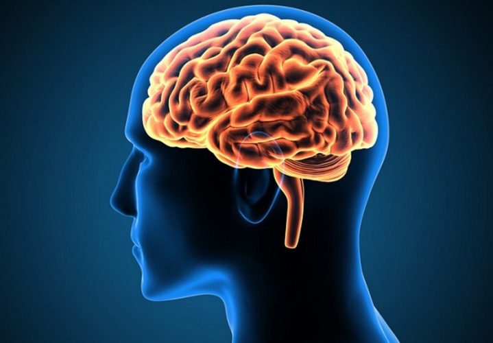 Perbedaan Otak Besar (Cerebrum) dan Otak Kecil (Cerebellum)