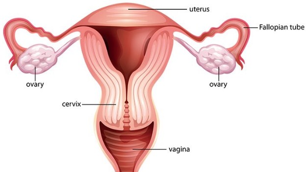 Pengertian, Struktur Bagian dan Fungsi Uterus (Rahim)