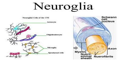 Pengertian, Struktur, Fungsi dan Jenis Neuroglia