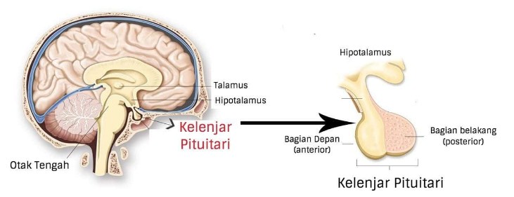 Pengertian, Struktur dan Fungsi Kelenjar Pituitari (Hipofisis)