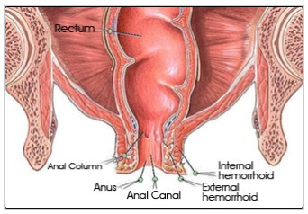 Pengertian, Fungsi, Struktur dan Bagian Anus