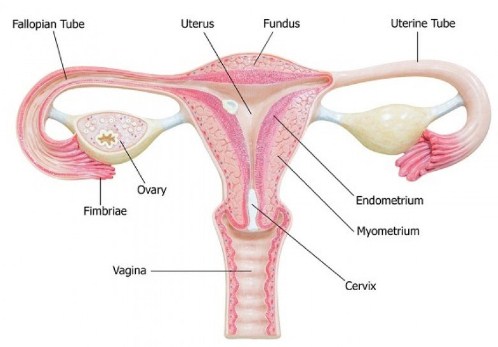 Pengertian, Struktur, Bagian, Fungsi dan Pengaruh Usia Pada Ovarium