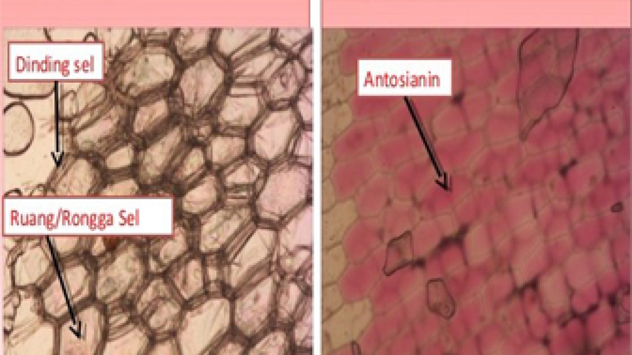 Perbedaan Sel Hidup Dan Sel Mati Menurut Para Ahli - Masterpendidikancom