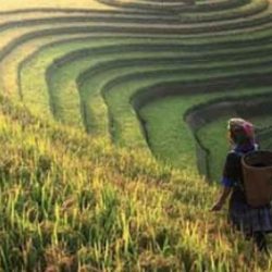 Potensi Negara Indonesia Sebagai Negara Agraris