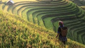 Potensi Negara Indonesia Sebagai Negara Agraris